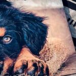 Gozques, un sueño que se escribe con pelitos, huellitas, narices frías y mucho amor